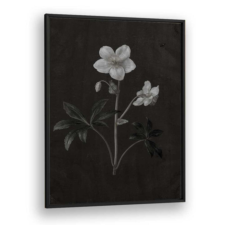 Spectral Petals ii Gothic Wall Art Prints in Black Plain Frame