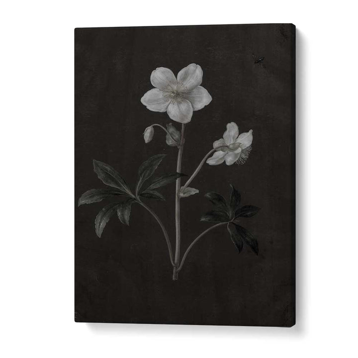 Spectral Petals ii Gothic Wall Art Prints in Gallery Wrap