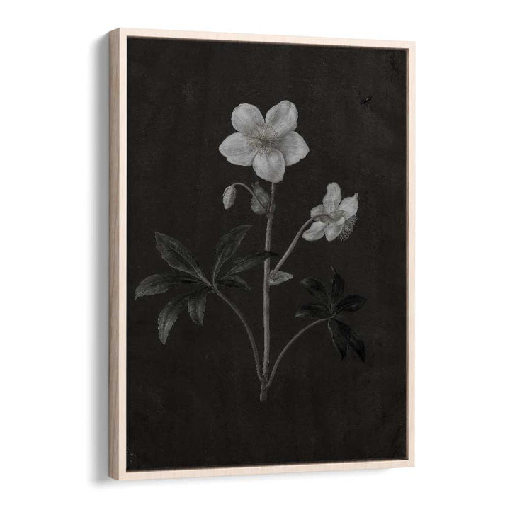 Spectral Petals ii Gothic Wall Art Prints in Oak Wood Floater Frame