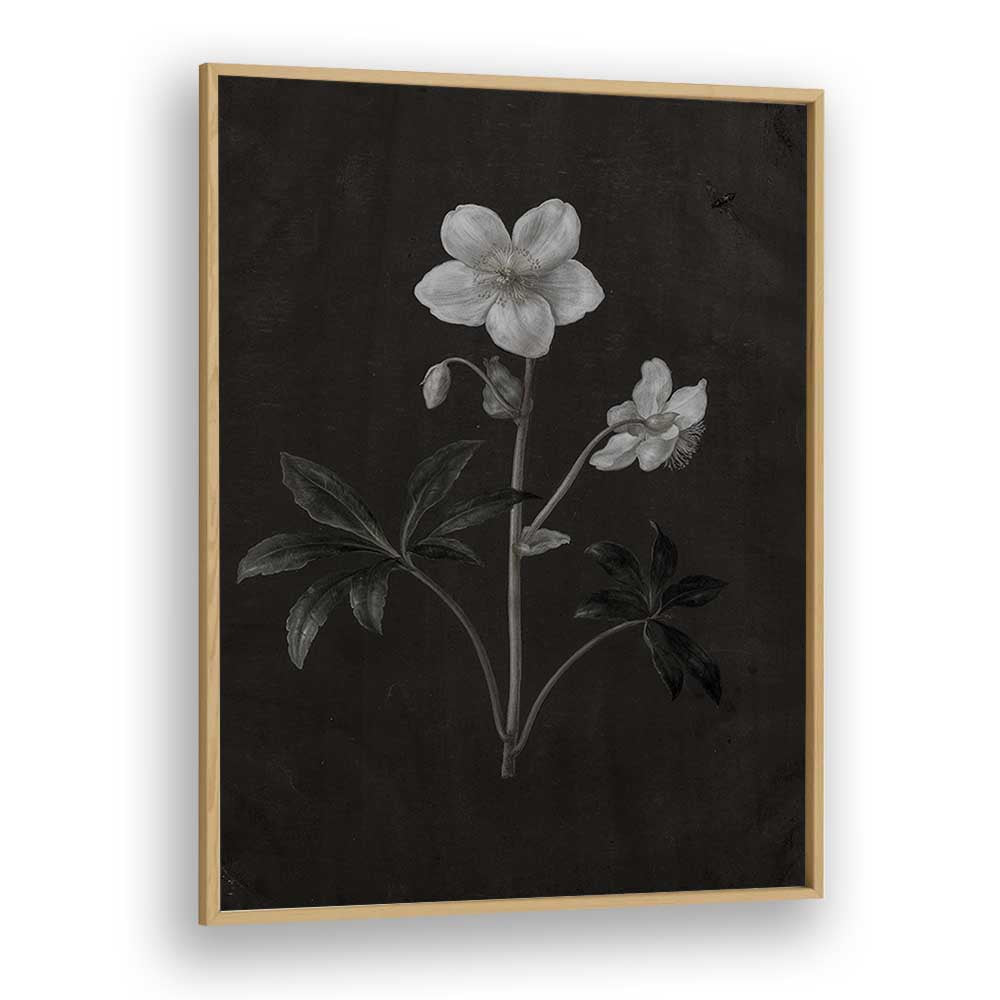 Spectral Petals ii Gothic Wall Art Prints in Oak Wood Plain Frame