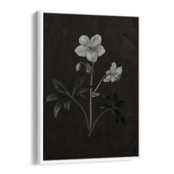 Spectral Petals ii Gothic Wall Art Prints in White Floater Frame