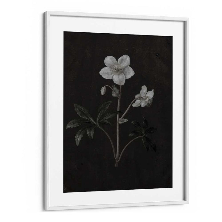 Spectral Petals ii Gothic Wall Art Prints in White Frame With Mount