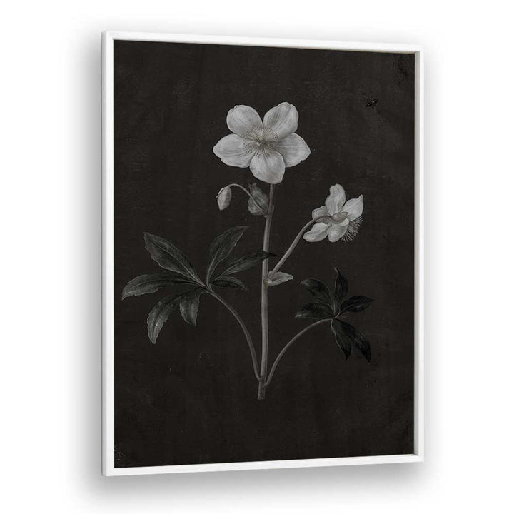 Spectral Petals ii Gothic Wall Art Prints in White Plain Frame