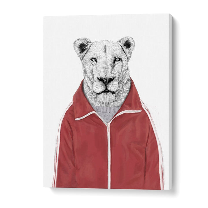 Sporty Lion By Balazs Solti Wildlife Art Prints in Gallery Wrap