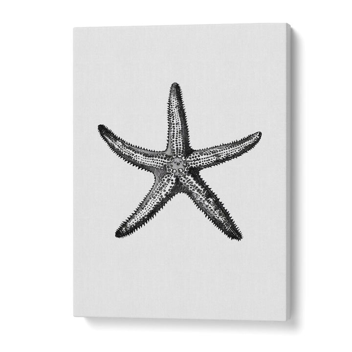 Star Beach Prints Coastal Wall Art in Gallery Wrap