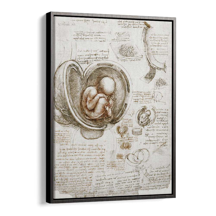 Studies Of The Foetus In The Womb Circa 1510-1513 Vintage Paintings in Black Floater Frame