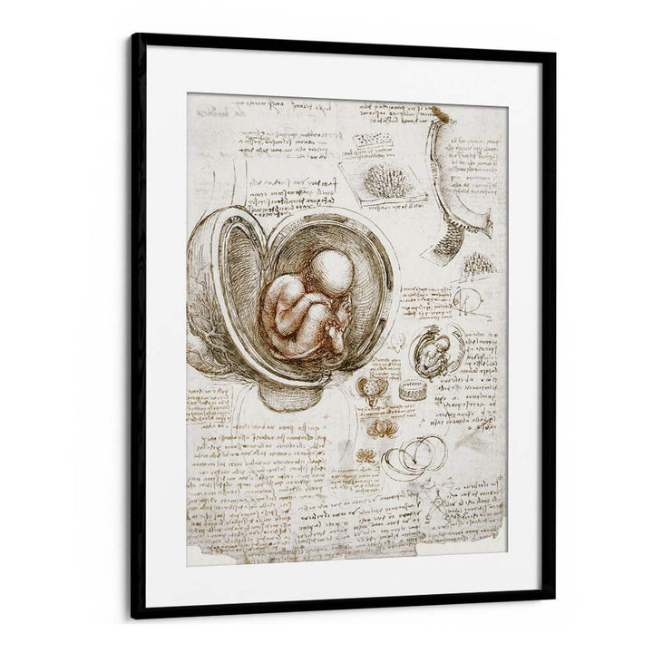 Studies Of The Foetus In The Womb Circa 1510-1513 Vintage Paintings in Black Frame With Mount