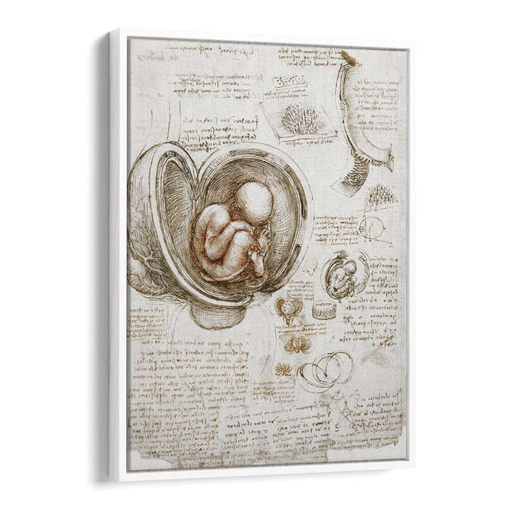 Studies Of The Foetus In The Womb Circa 1510-1513 Vintage Paintings in White Floater Frame