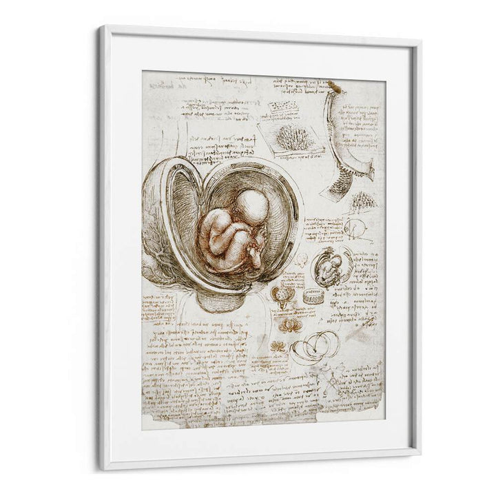 Studies Of The Foetus In The Womb Circa 1510-1513 Vintage Paintings in White Frame With Mount