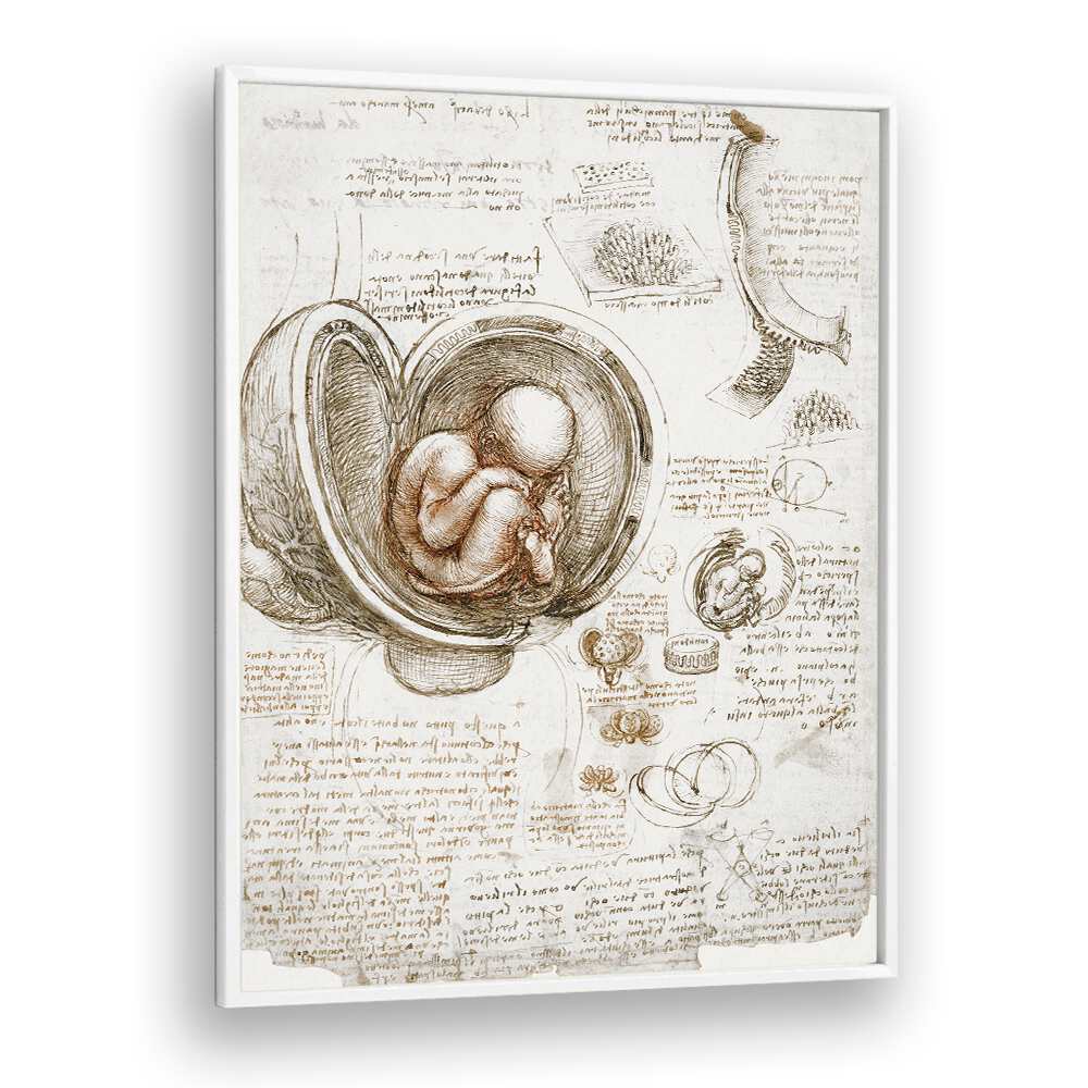 Studies Of The Foetus In The Womb Circa 1510-1513 Vintage Paintings in White Plain Frame