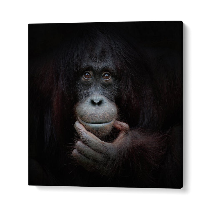 THE MIRROR IMAGE WILDLIFE-PHOTOGRAPHY in Gallery Wrap