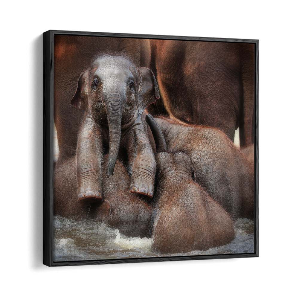 THE PROUD VICTOR WILDLIFE-PHOTOGRAPHY in Black Floater Frame