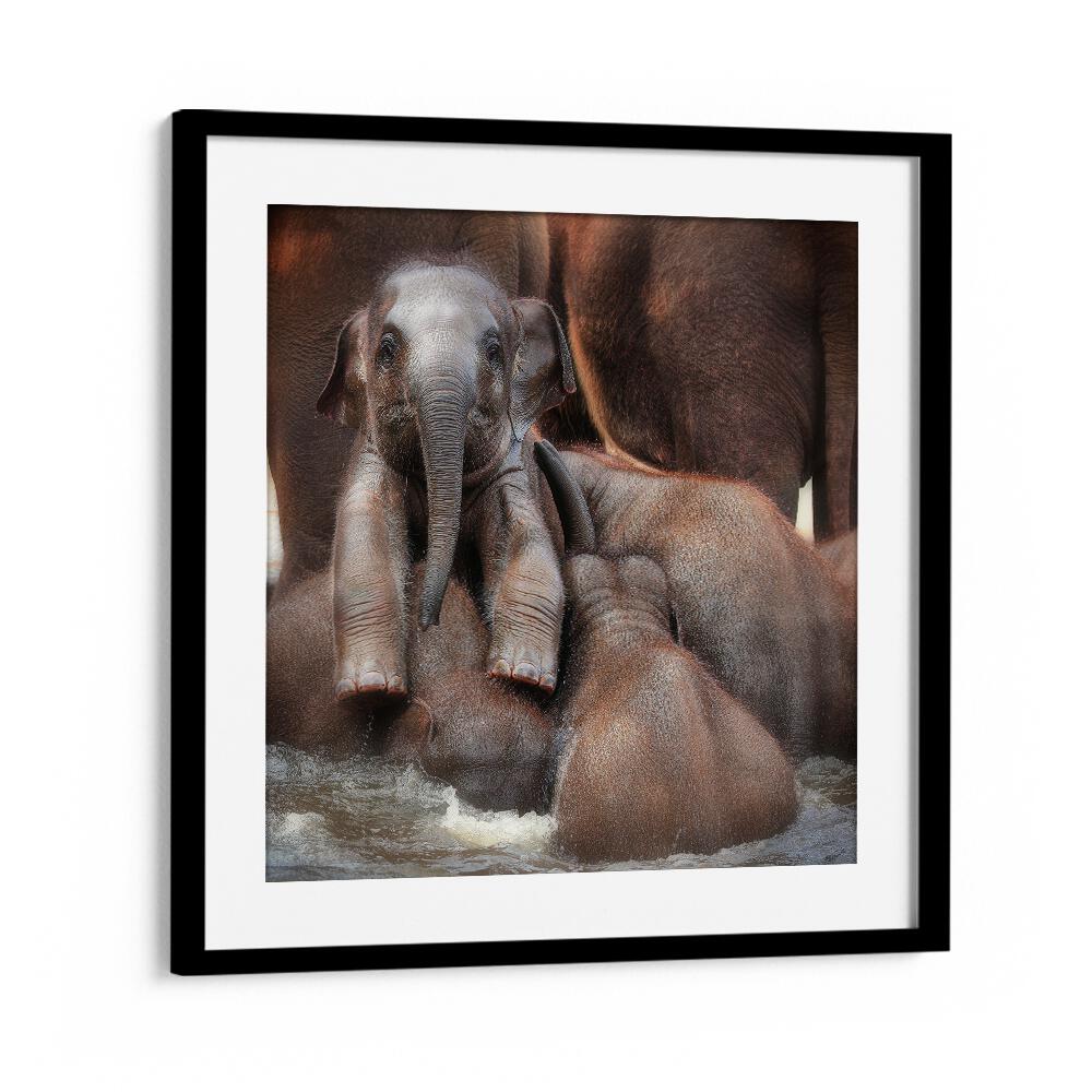 THE PROUD VICTOR WILDLIFE-PHOTOGRAPHY in Black Frame With Mount