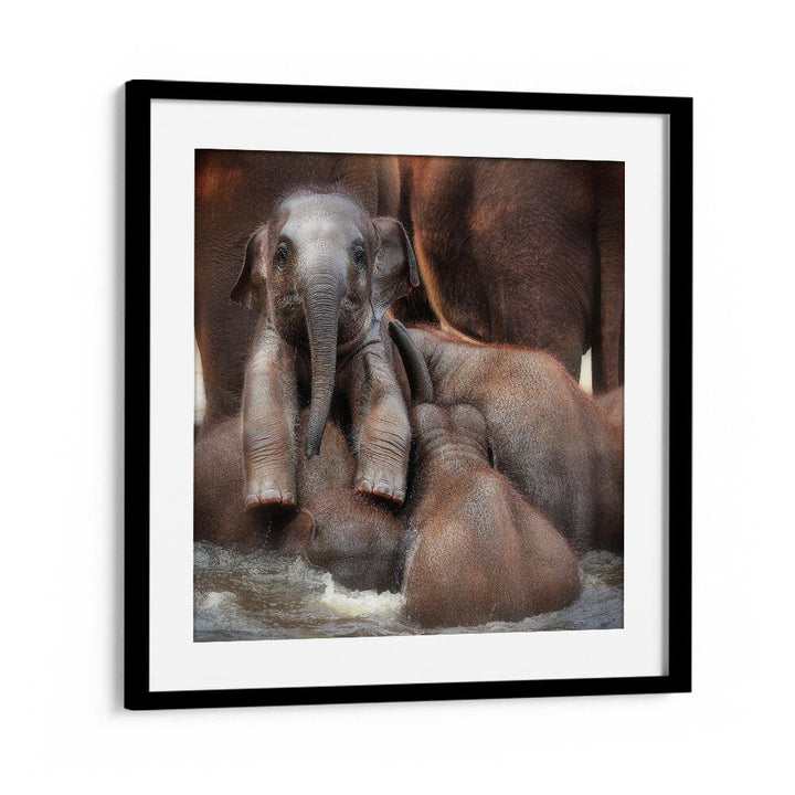 THE PROUD VICTOR WILDLIFE-PHOTOGRAPHY in Black Frame With Mount