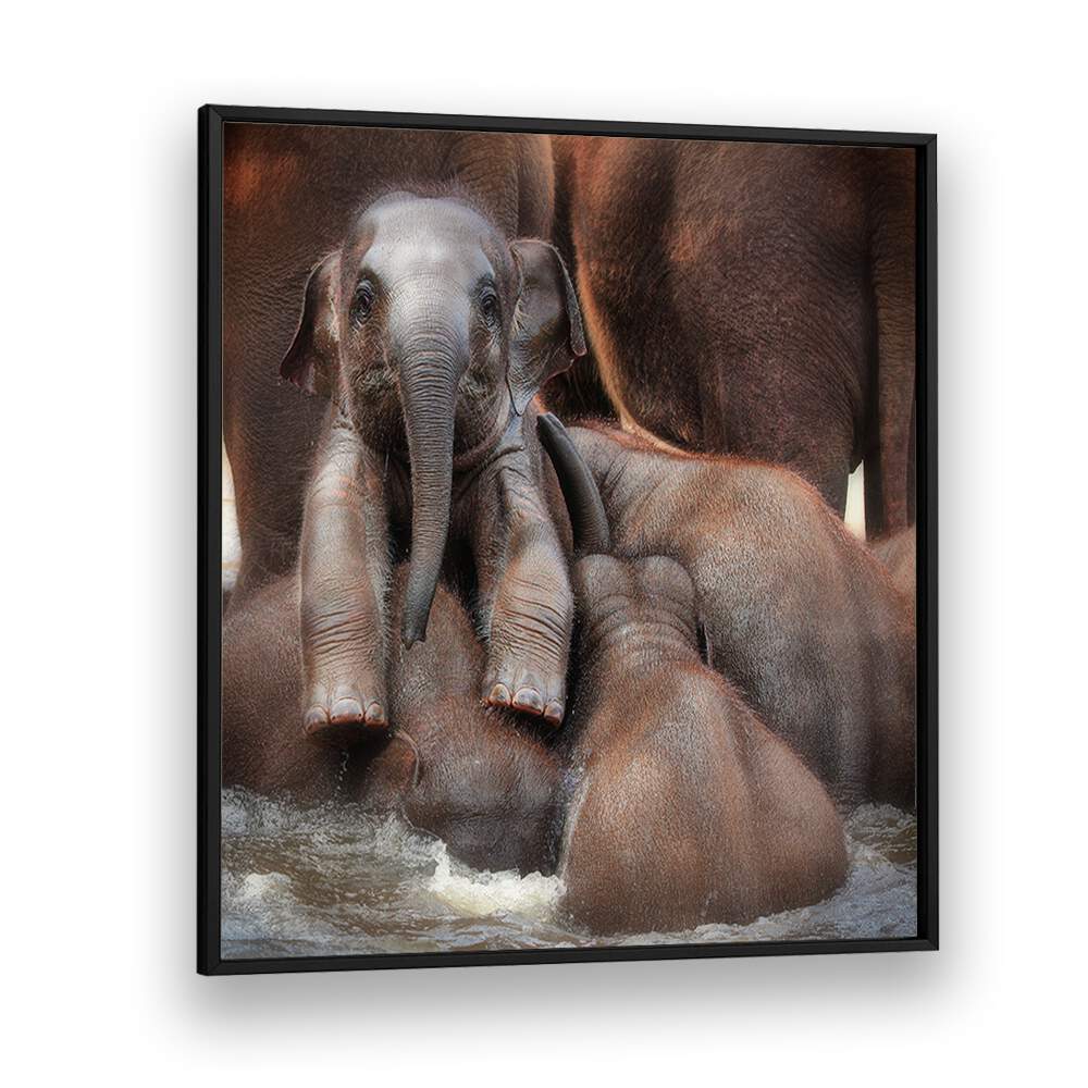 THE PROUD VICTOR WILDLIFE-PHOTOGRAPHY in Black Plain Frame