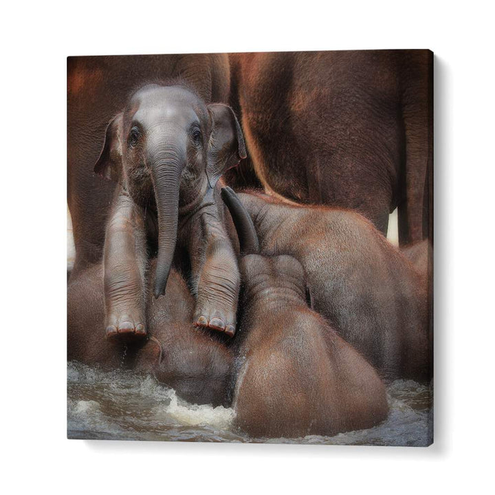 THE PROUD VICTOR WILDLIFE-PHOTOGRAPHY in Gallery Wrap