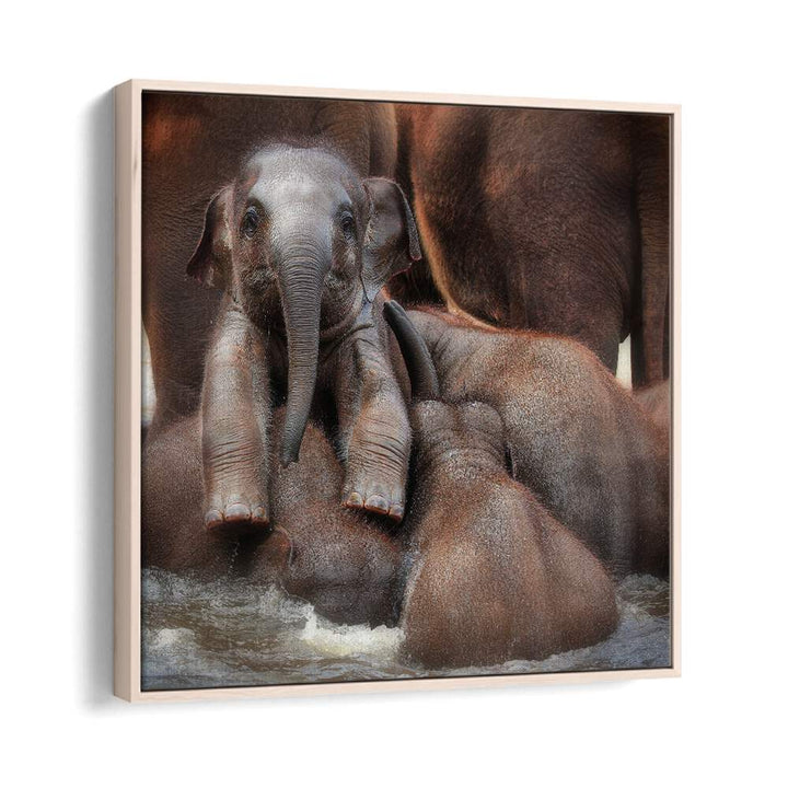 THE PROUD VICTOR WILDLIFE-PHOTOGRAPHY in Oak Wood Floater Frame