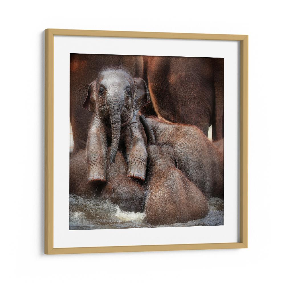 THE PROUD VICTOR WILDLIFE-PHOTOGRAPHY in Oak Wood Frame With Mount