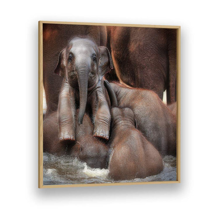 THE PROUD VICTOR WILDLIFE-PHOTOGRAPHY in Oak Wood Plain Frame