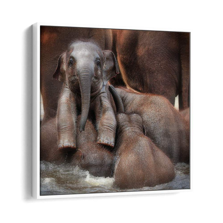 THE PROUD VICTOR WILDLIFE-PHOTOGRAPHY in White Floater Frame