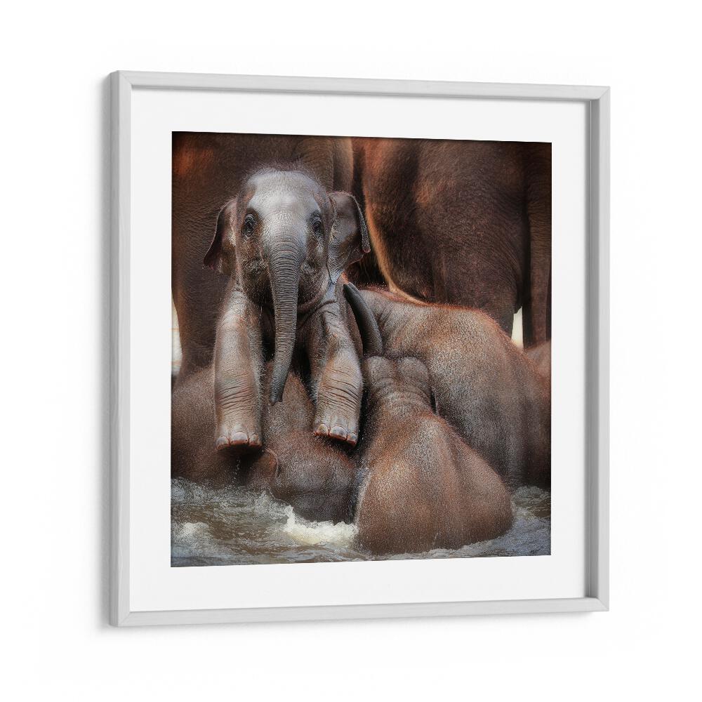 THE PROUD VICTOR WILDLIFE-PHOTOGRAPHY in White Frame With Mount