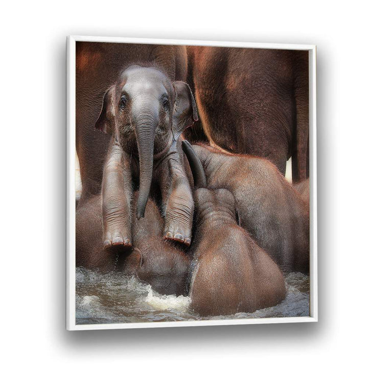 THE PROUD VICTOR WILDLIFE-PHOTOGRAPHY in White Plain Frame