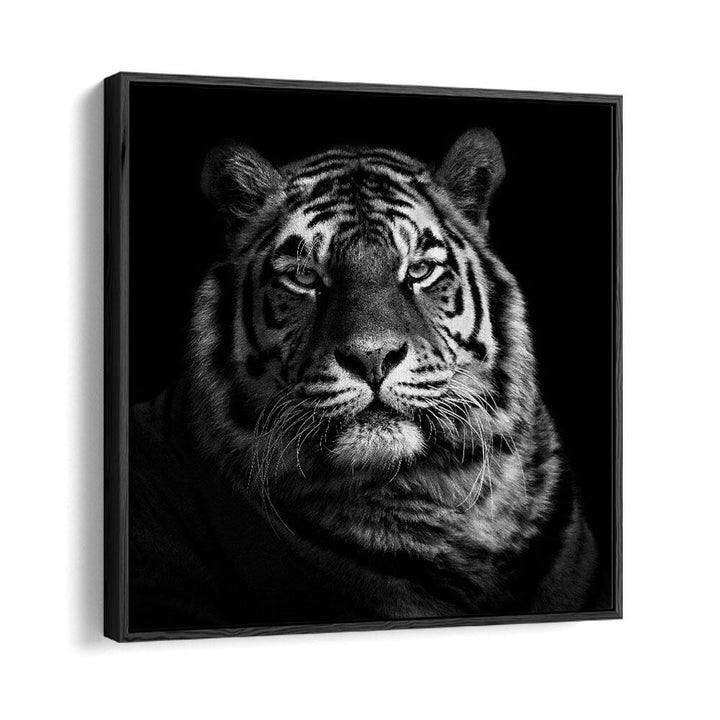 TIGER II WILDLIFE PHOTOGRAPHY in Black Floater Frame