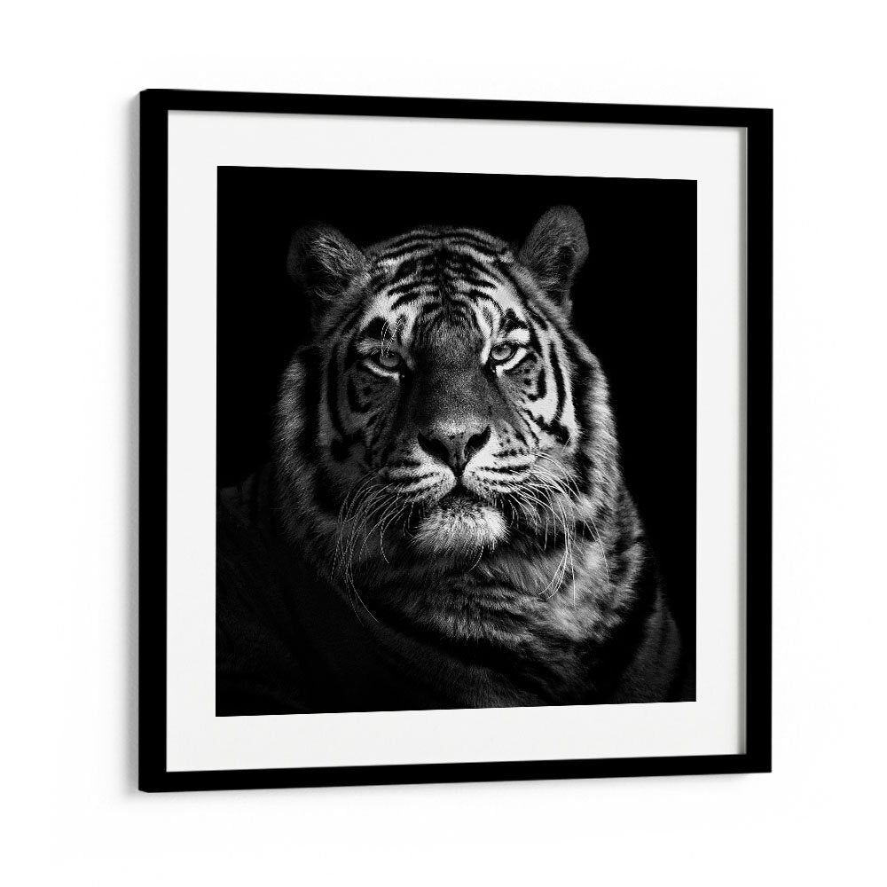 TIGER II WILDLIFE PHOTOGRAPHY in Black Frame With Mount