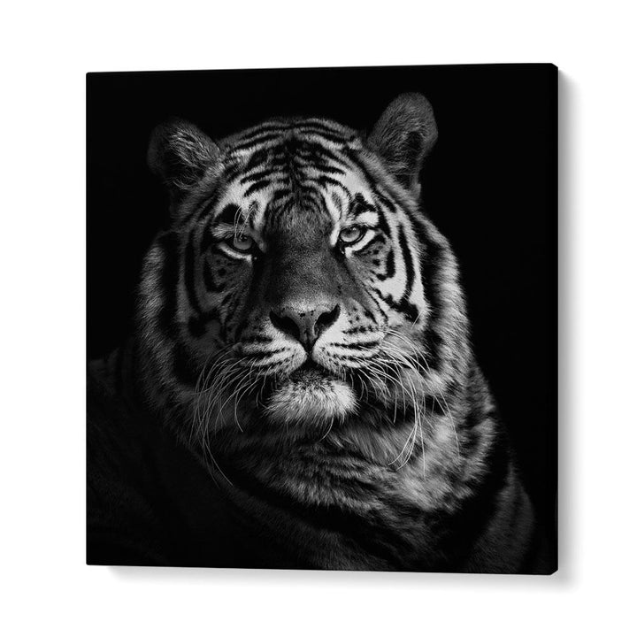 TIGER II WILDLIFE PHOTOGRAPHY in Gallery Wrap