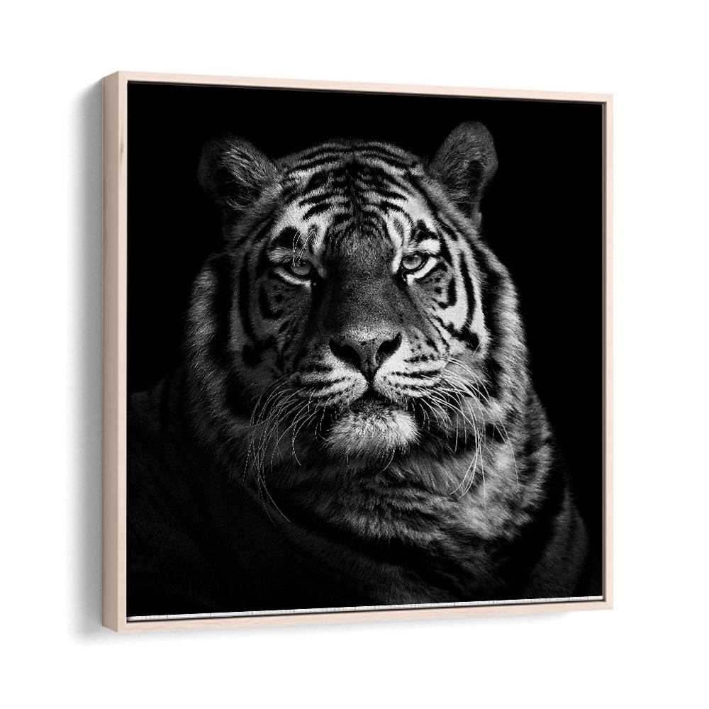 TIGER II WILDLIFE PHOTOGRAPHY in Oak Wood Floater Frame