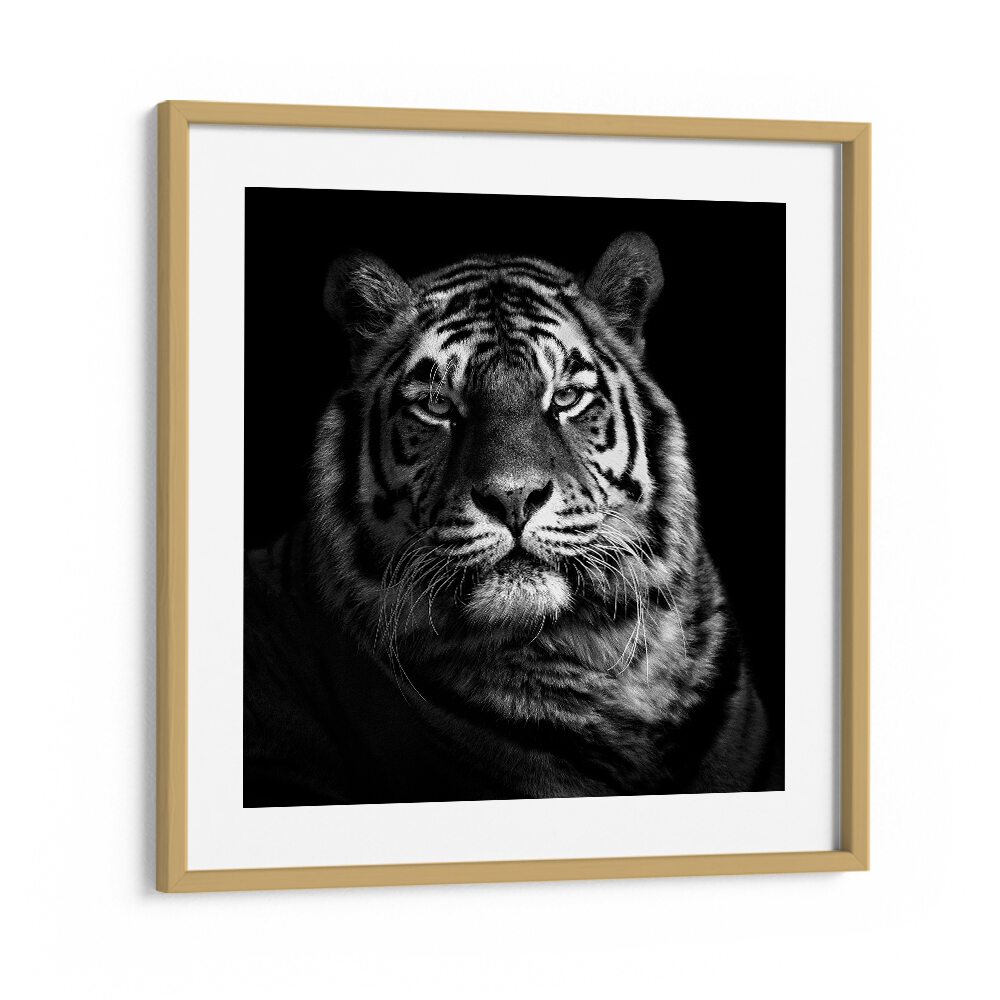 TIGER II WILDLIFE PHOTOGRAPHY in Oak Wood Frame With Mount