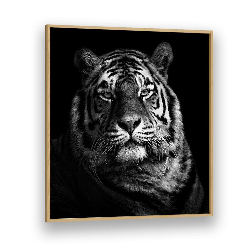 TIGER II WILDLIFE PHOTOGRAPHY in Oak Wood Plain Frame