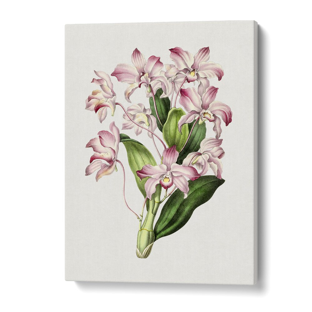 Vintage dendrobium Flower Botanical Flower Paintings Artwork in Gallery Wrap