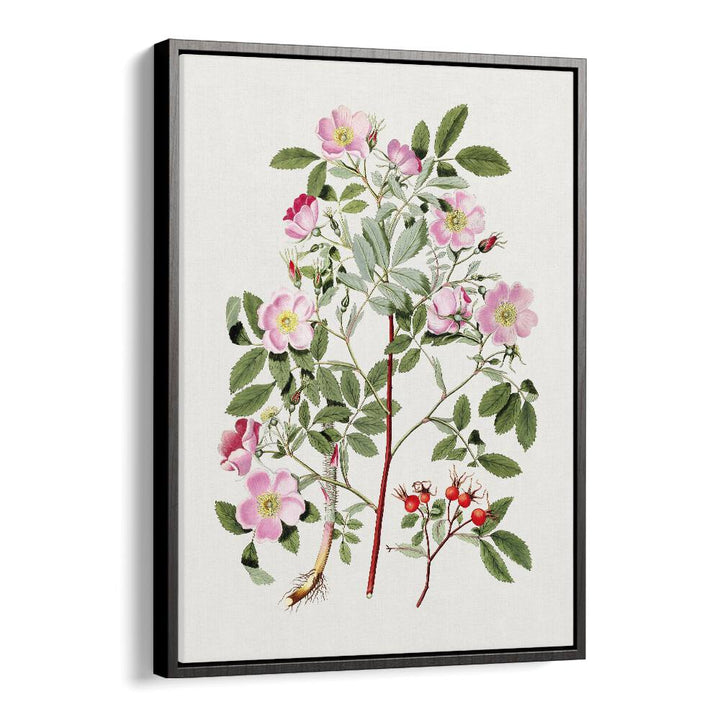 Vintage Pink Smooth  Botanical Flower Paintings Artwork  in Black Floater Frame