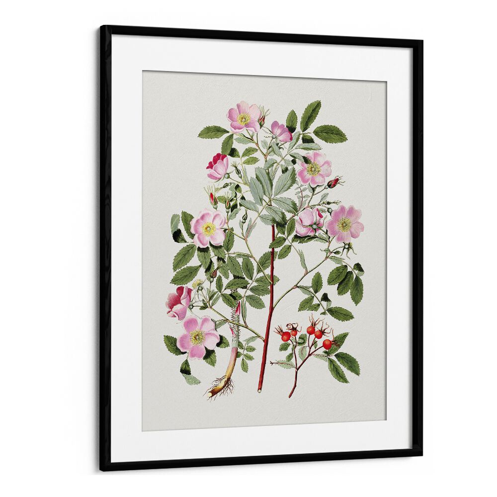 Vintage Pink Smooth  Botanical Flower Paintings Artwork  in Black Frame With Mount