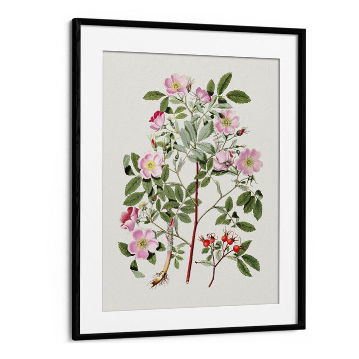 Vintage Pink Smooth  Botanical Flower Paintings Artwork  in Black Frame With Mount