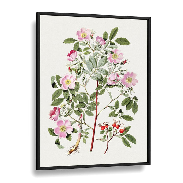 Vintage Pink Smooth  Botanical Flower Paintings Artwork  in Black Plain Frame