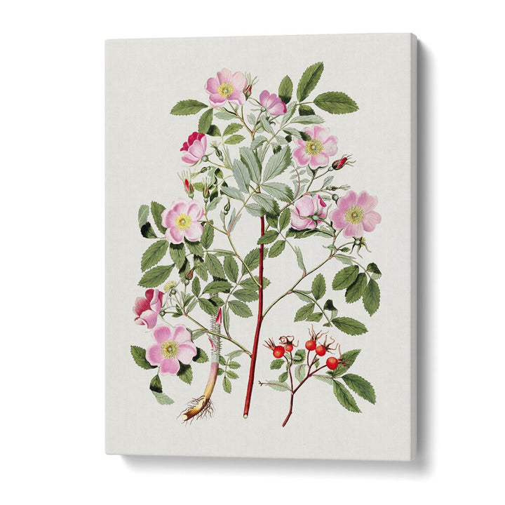 Vintage Pink Smooth Botanical Flower Paintings Artwork in Gallery Wrap