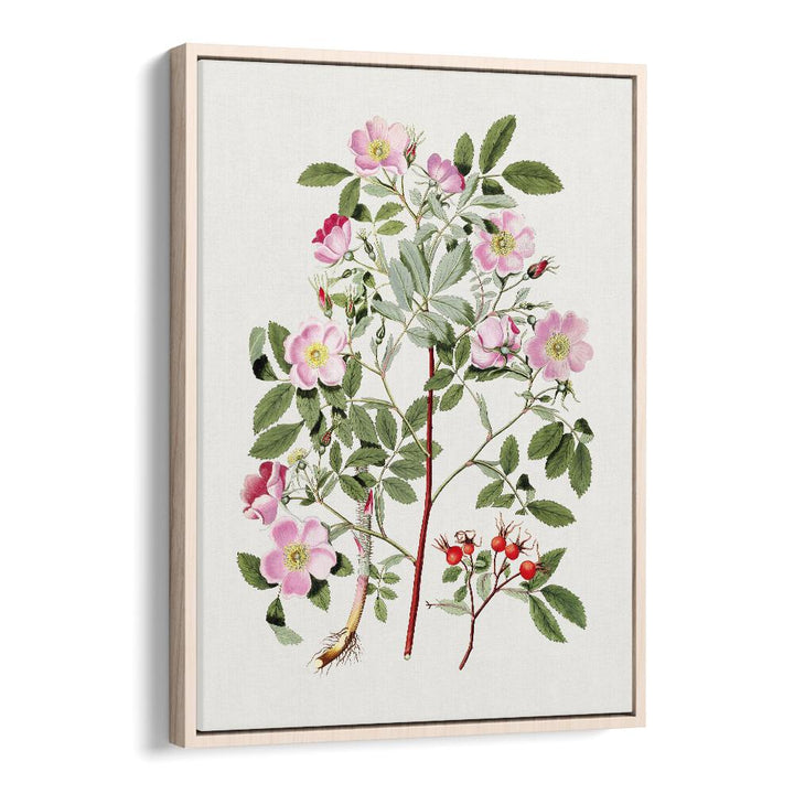 Vintage Pink Smooth  Botanical Flower Paintings Artwork in Oak Wood Floater Frame