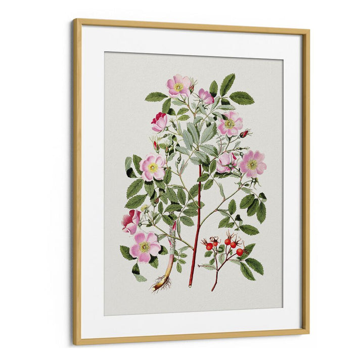 Vintage Pink Smooth  Botanical Flower Paintings Artwork in Oak Wood Frame With Mount