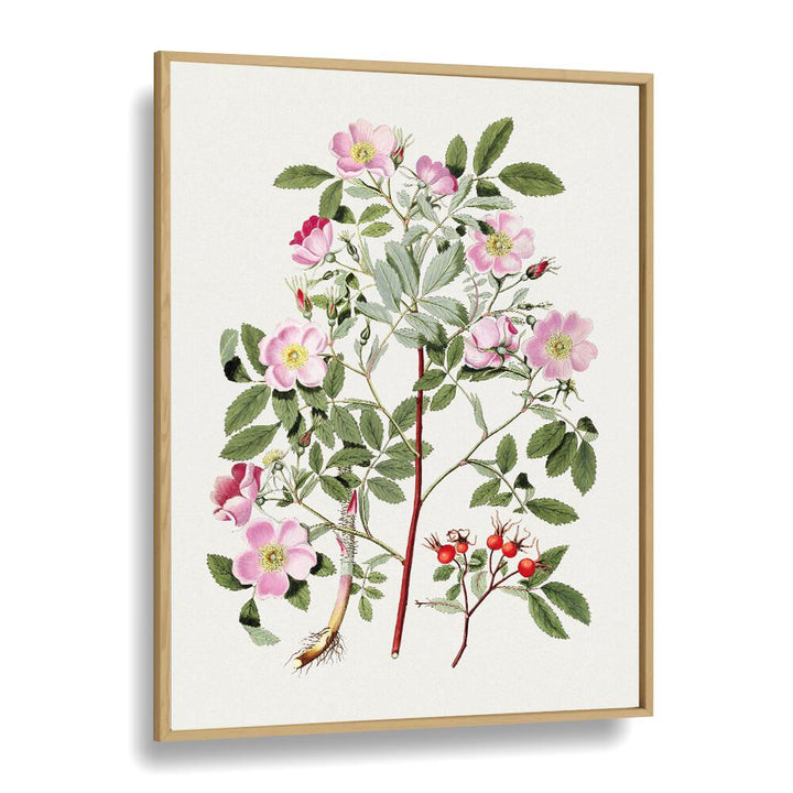 Vintage Pink Smooth  Botanical Flower Paintings Artwork in Oak Wood Plain Frame