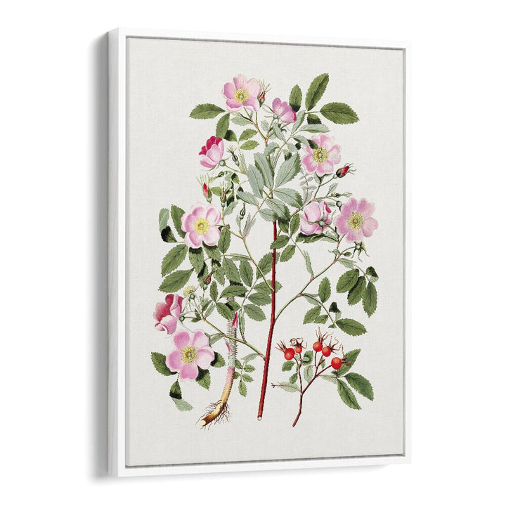 Vintage Pink Smooth   Botanical Flower Paintings Artwork  in White Floater Frame