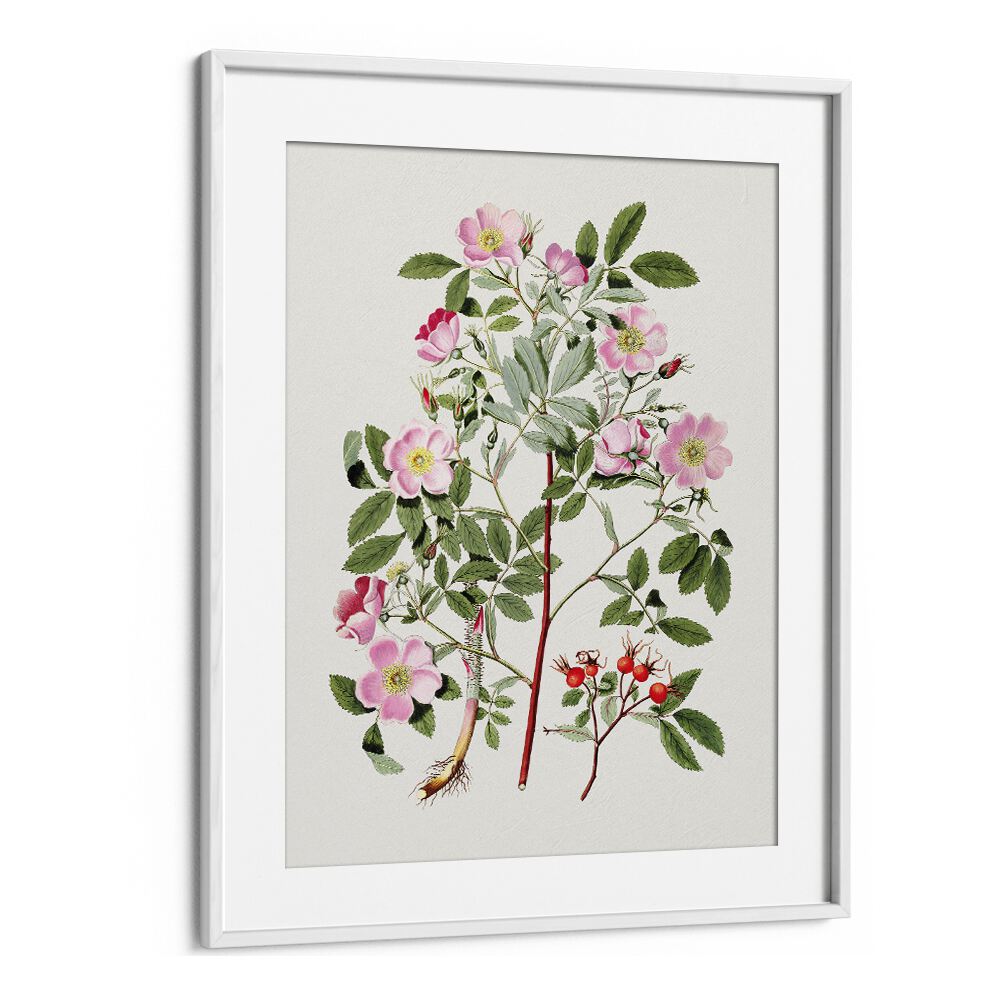 Vintage Pink Smooth   Botanical Flower Paintings Paintings Artwork  in White frame With Mount