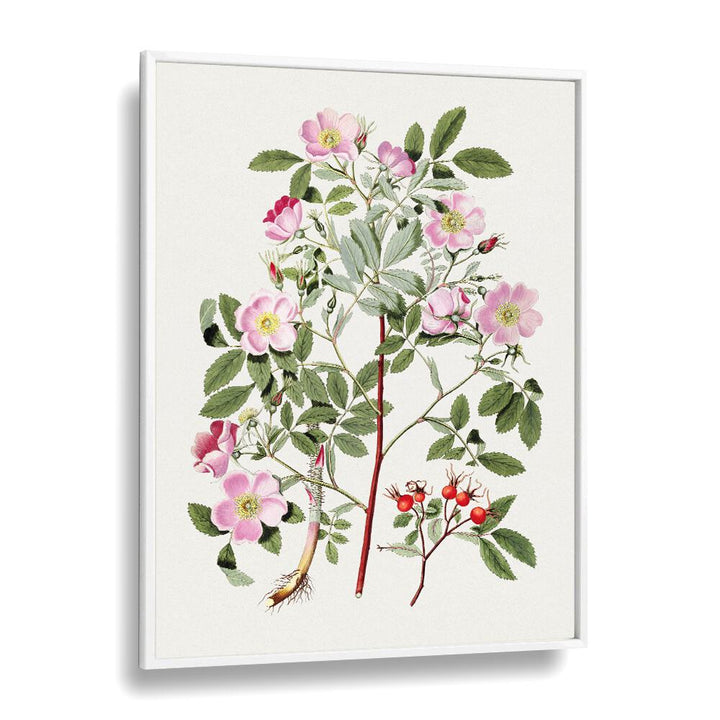 Pink Flower  Botanical Flower Paintings Artwork  in White Plain Frame