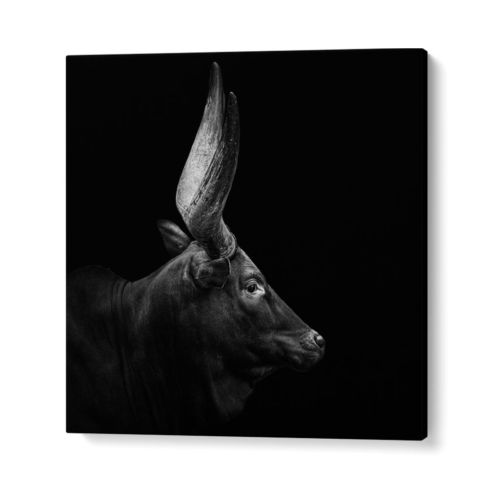 WATUSI II WILDLIFE PHOTOGRAPHY in Gallery Wrap