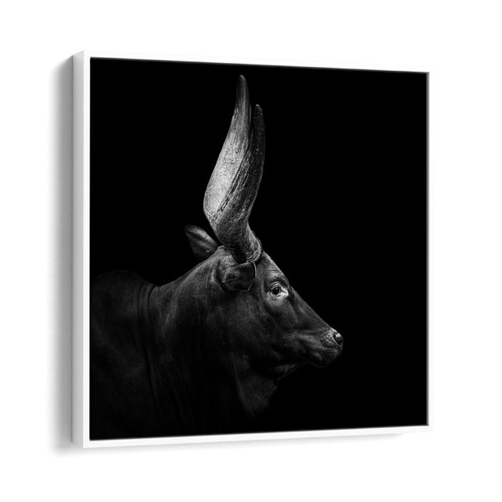 WATUSI II WILDLIFE PHOTOGRAPHY in White Floater Frame