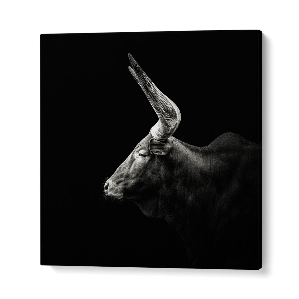 WATUSI WILDLIFE PHOTOGRAPHY in Gallery Wrap