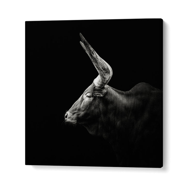 WATUSI WILDLIFE PHOTOGRAPHY in Gallery Wrap