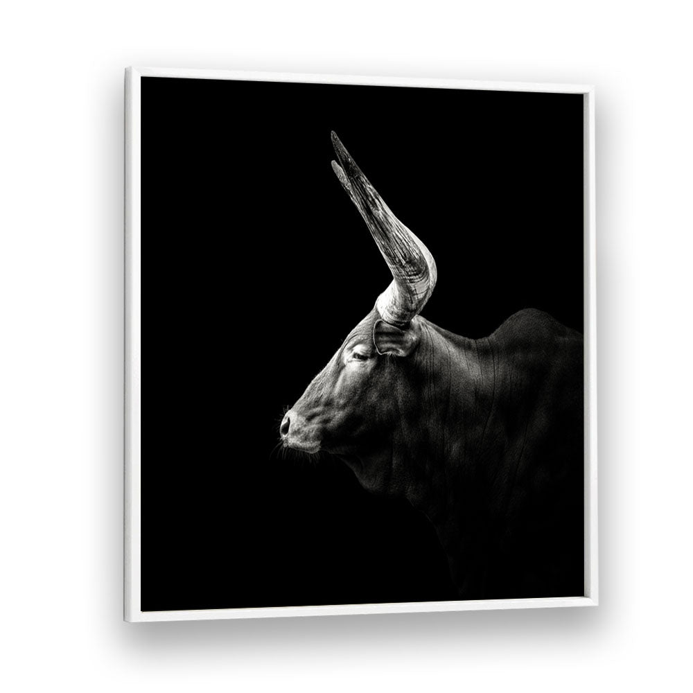 WATUSI WILDLIFE PHOTOGRAPHY in White Plain Frame