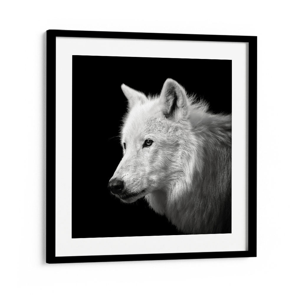 WHITE WOLF WILDLIFE PHOTOGRAPHY in Black Frame With Mount